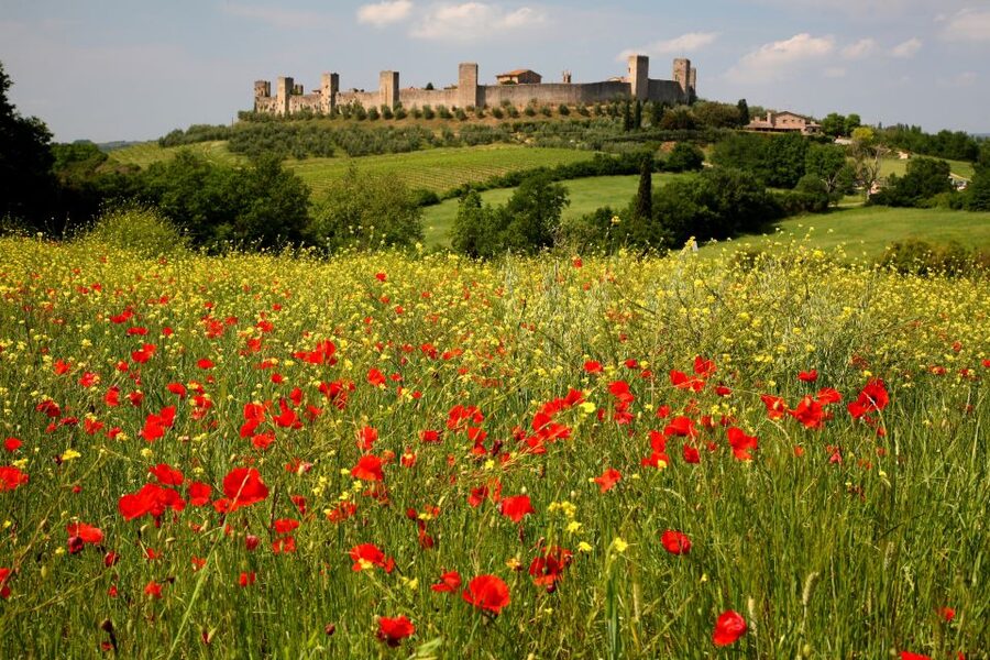 From Siena: Chianti Countryside E-Bike Tour w/ Lunch & Wine - Three hours through vineyards, olive groves, and forest roads