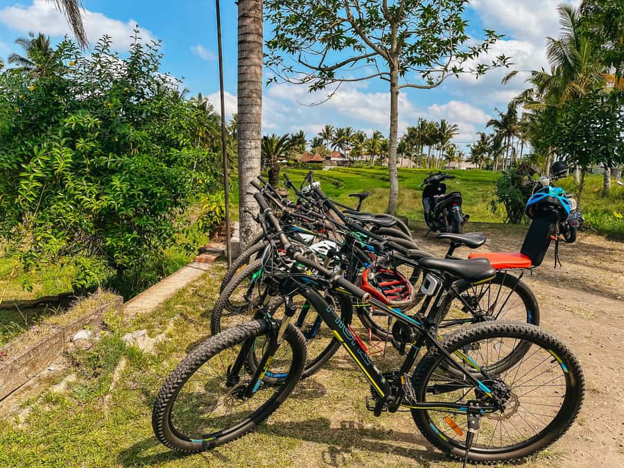 From Ubud: Downhill Bike Tour with Rice Terraces and Meal - Key points at a glance