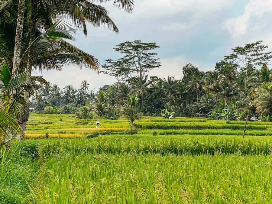 From Ubud: Downhill Bike Tour with Rice Terraces and Meal - The human side of the tour