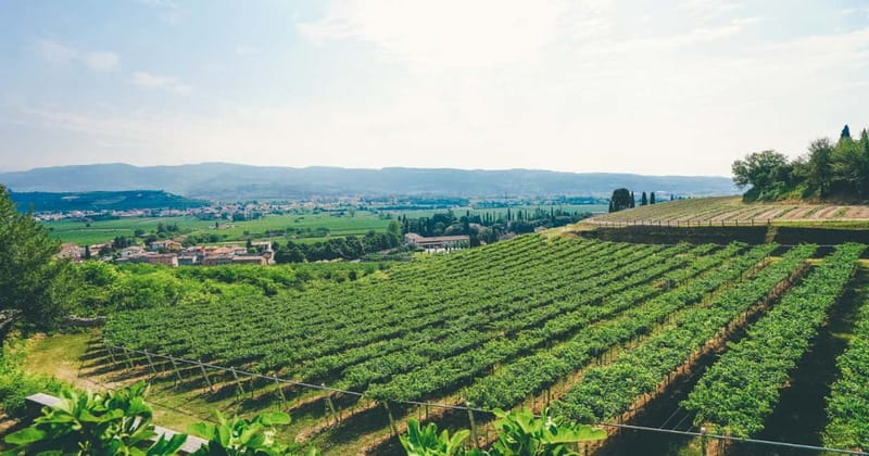 From Verona: Amarone Wine E-Bike Tour with Tasting - Is $130.28 good value?