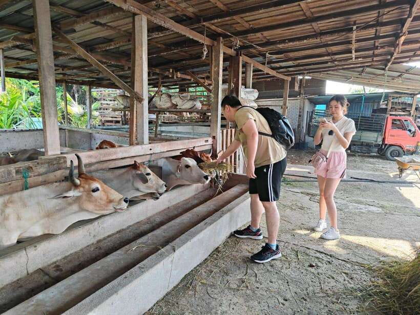 George Town: Balik Pulau Countryside Morning Cycling Tour - Through paddy fields and village roads