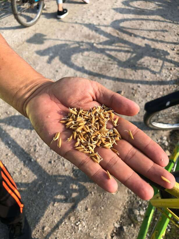 George Town: Balik Pulau Countryside Morning Cycling Tour - The early pickup from George Town