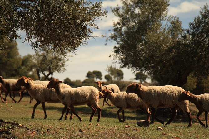 Granada: Nature, Wildlife and Authentic Villages E-bike Tour - A riverside lunch with local flavor