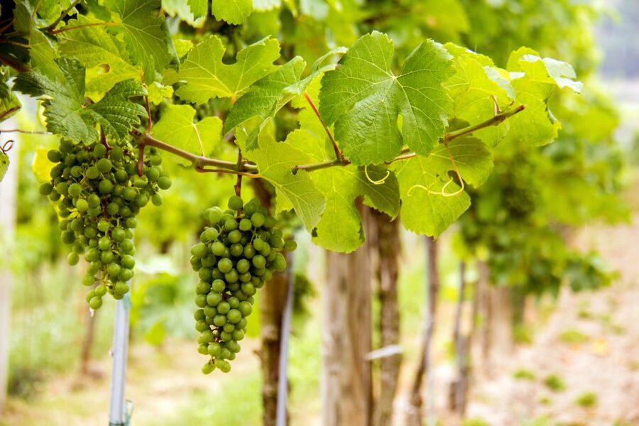 Grape Grazing: Wachau Valley Winery Biking Tour - Dürnstein gives you 45 minutes of choice