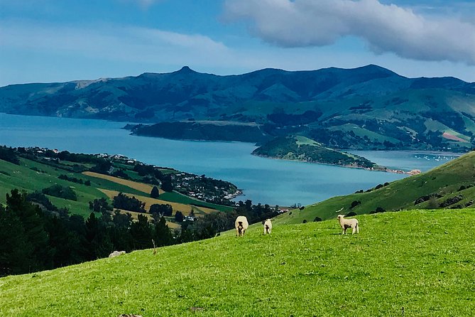 Guided Electric Mountain Bike & Sea Kayak Tour in Akaroa - The 11:30 a.m. kayak safari