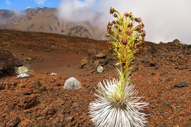 Haleakala Sunrise Best Self-Guided Bike Tour - Is $272.58 a fair price?