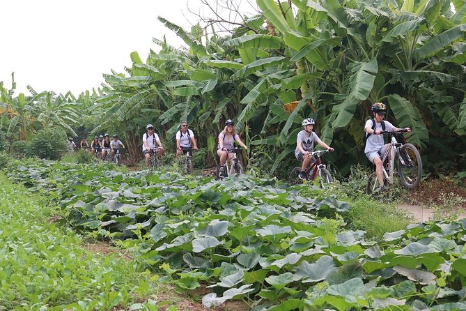 Half-Day Bicycle Tour Combine City & Countryside + Train Street - How good are the guides?