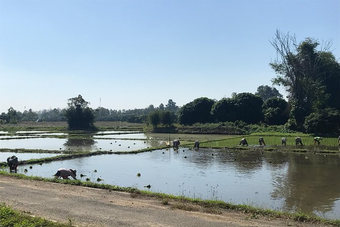 Half-day E-bike Countryside and rice paddies (flat land, GUIDED) - Food, water, and the end of the ride