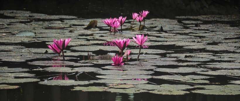 Hanoi: Ninh Binh, Tam Coc, Mua Cave & Hoa Lu with cycling - Guides can shape the whole day