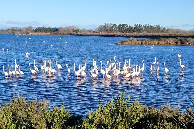 Happy tour camargue an immersion by bike and scooter E - Key Points Before You Book