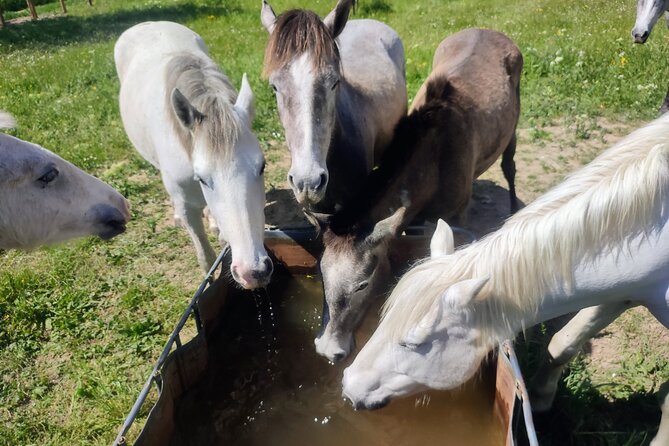 Happy tour camargue an immersion by bike and scooter E - Best Time to Ride