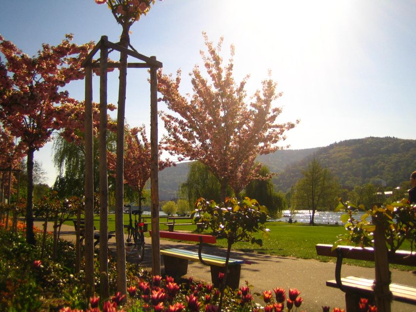 Heidelberg: Guided Bike Tour - Pace, Bikes, Weather, and Fitness