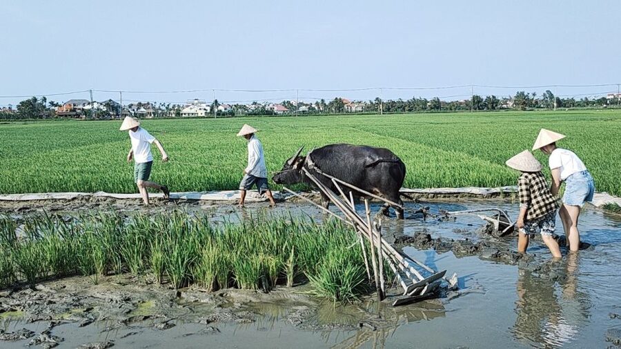 Hoi An: Countryside by Cycling, Buffalo Riding & Do Farming - Cam Thanh’s basket boats and palm waterways