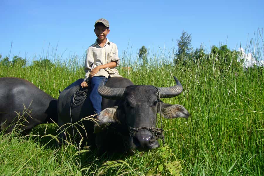 Hoi An Countryside: Guided Morning or Afternoon Bicycle Tour - Ferry crossings and island lanes