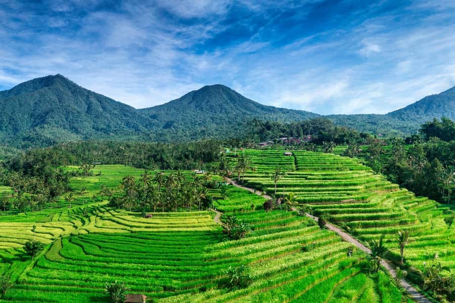 Jatiluwih (UNESCO Site) 2-Hour E-Bike Cycling Tour - From Batukaru’s foothills to Jatiluwih