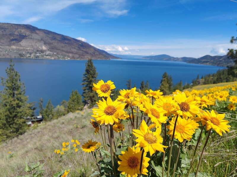 Kelowna: E-Bike Rental with In-App Navigation Guide - The gear that makes a self-guided ride easier