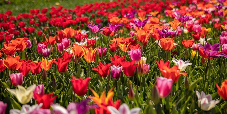Keukenhof: Flower Fields Small-Group Cultural Bike Tour - Should you book the Keukenhof flower fields bike tour?