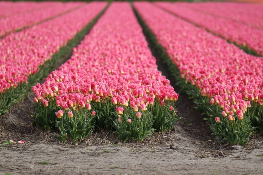 Keukenhof: Flower Fields Small-Group Cultural Bike Tour - Why cycling beats seeing Keukenhof alone