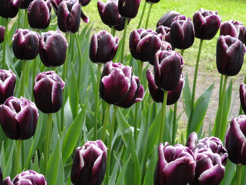 Keukenhof: Flower Fields Small-Group Cultural Bike Tour - Viewpoints, canals, and seasonal flower changes