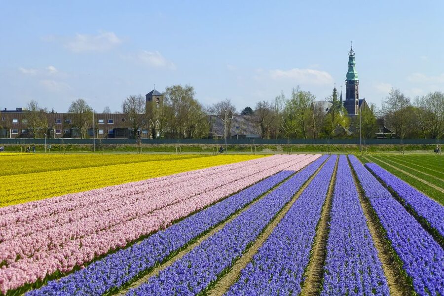 Keukenhof: Flower Fields Small-Group Cultural Bike Tour - Tulip Experience Amsterdam and its 700 varieties