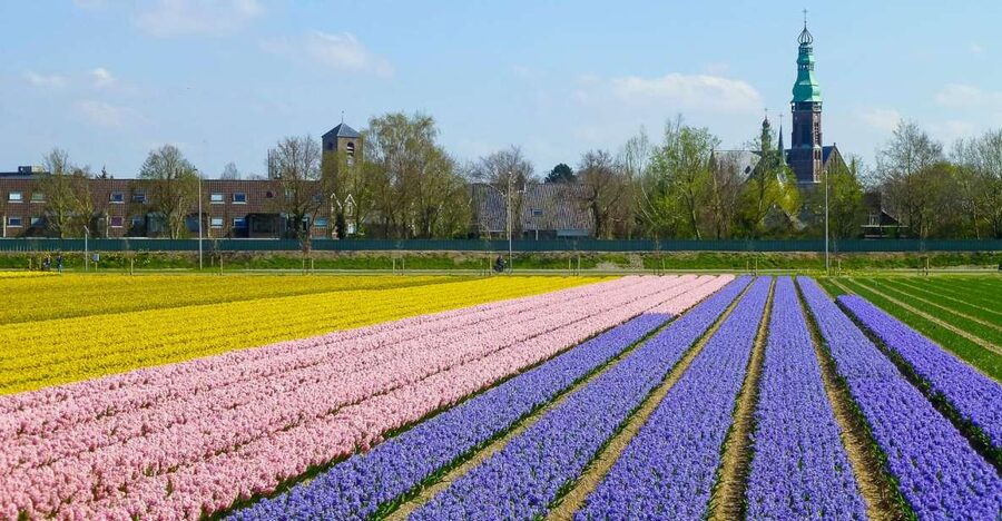 Keukenhof: Flower Fields Small-Group Cultural Bike Tour - Who should book this ride?