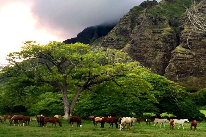 Kualoa Ranch: Novice E-Bike - Price and what you receive for $140.15