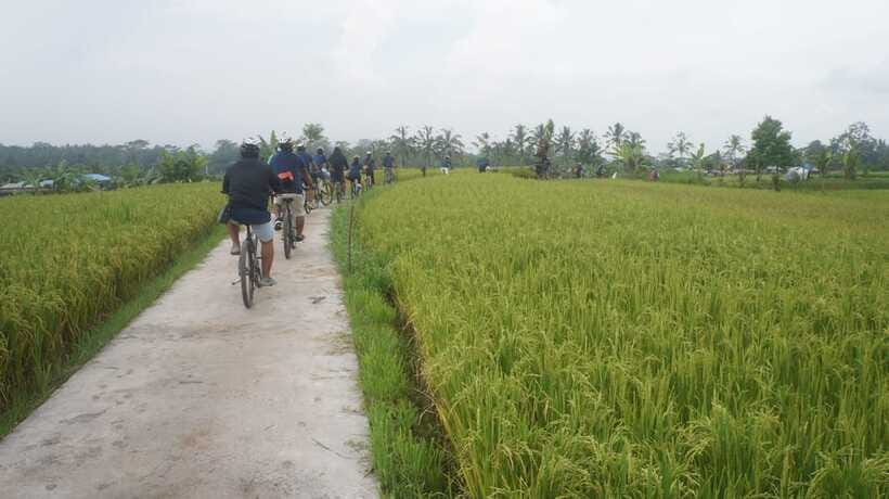 Kuta: Kintamani Culture and Nature Guided Cycling Tour - Palm trees, coffee, and a Balinese cake