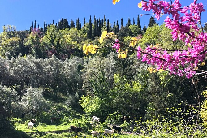 Lefkada: Mountain Gems Electric Fat Bicycle Tour & Tasting - Egklouvi, the first substantial rest