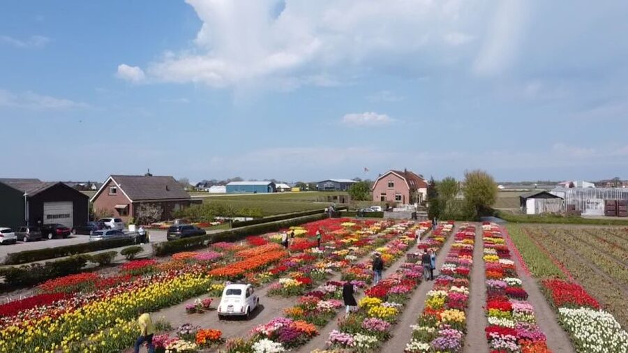 Lisse: Enjoy the Tulip Fields by Bike with a Local Guide! - Riding Past the Fields Toward Kasteel Keukenhof