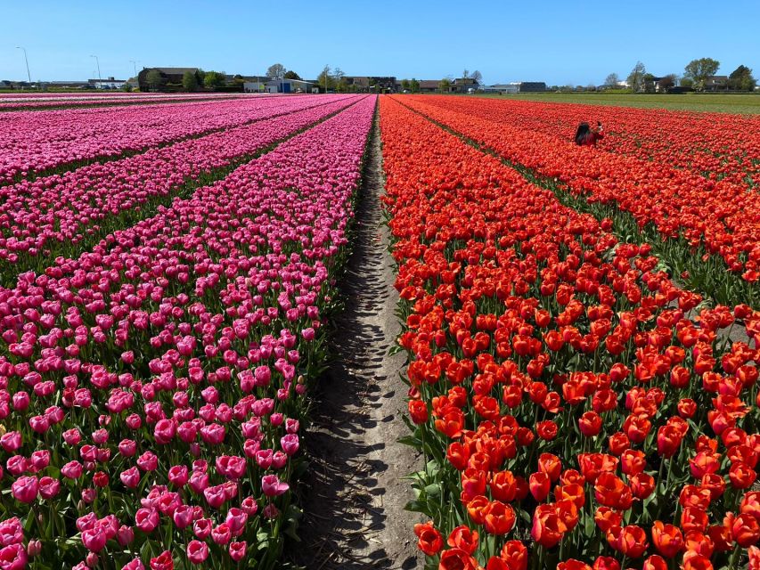 Lisse: Enjoy the Tulip Fields by Bike with a Local Guide! - Timing Your Visit for the Best Flowers
