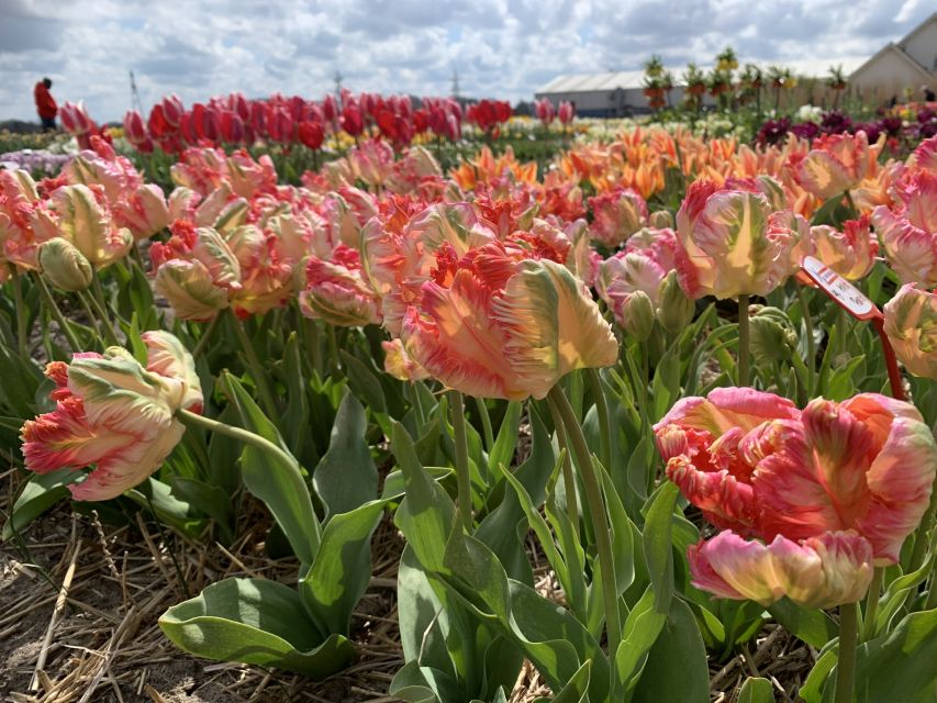 Lisse: Enjoy the Tulip Fields by Bike with a Local Guide! - Who Will Enjoy This Ride Most