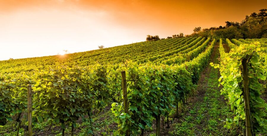 Lucca: Guided E-Bike and Wine Tour - Leaving the old town for villages and farms