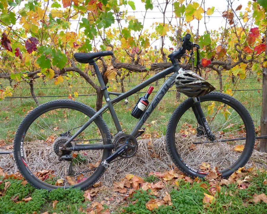 Mclaren Vale Hills Vines and Wines Bike Tour from Adelaide - The Kuitpo Forest ride and its wildlife