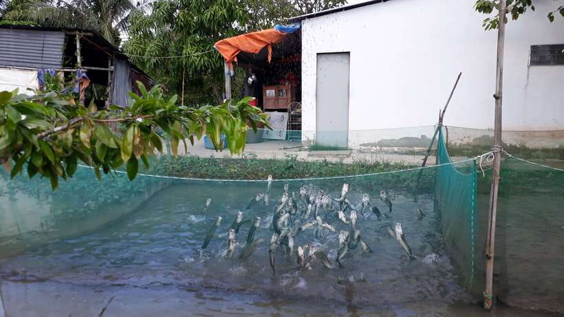 Mekong Day Tour by Car:Cai Be market, Local Island & Cycling - Fruit, music, and a local house