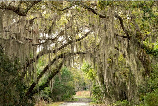Myakka State Park E-bike Safari - Riding Through Wetlands, Hammocks, and Pinelands