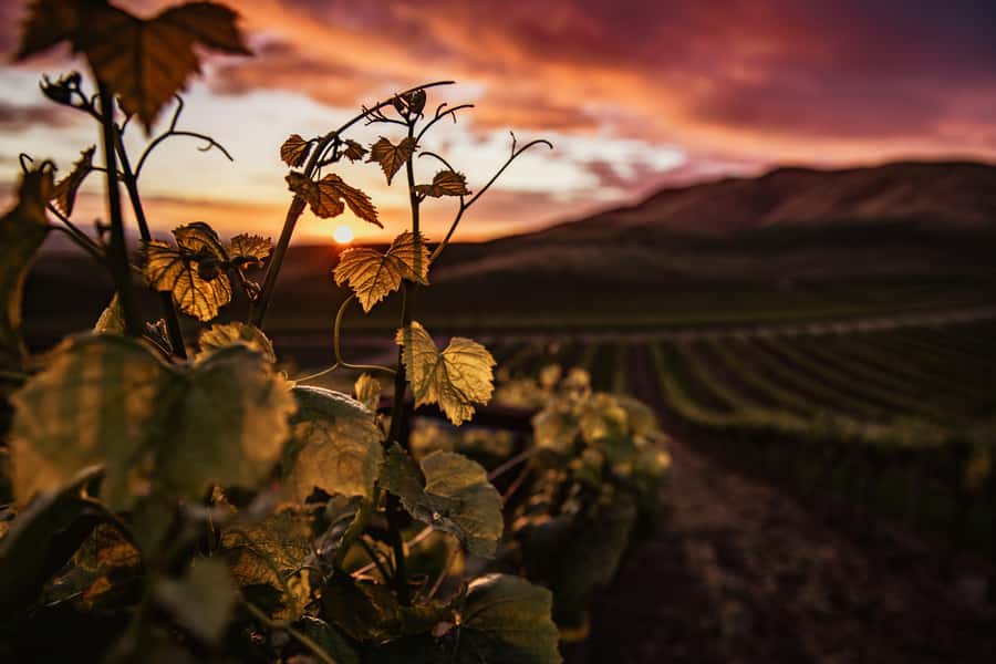 Napier: Art Deco Bike Ride and Wineries Loop - Who Will Enjoy This Ride Most?