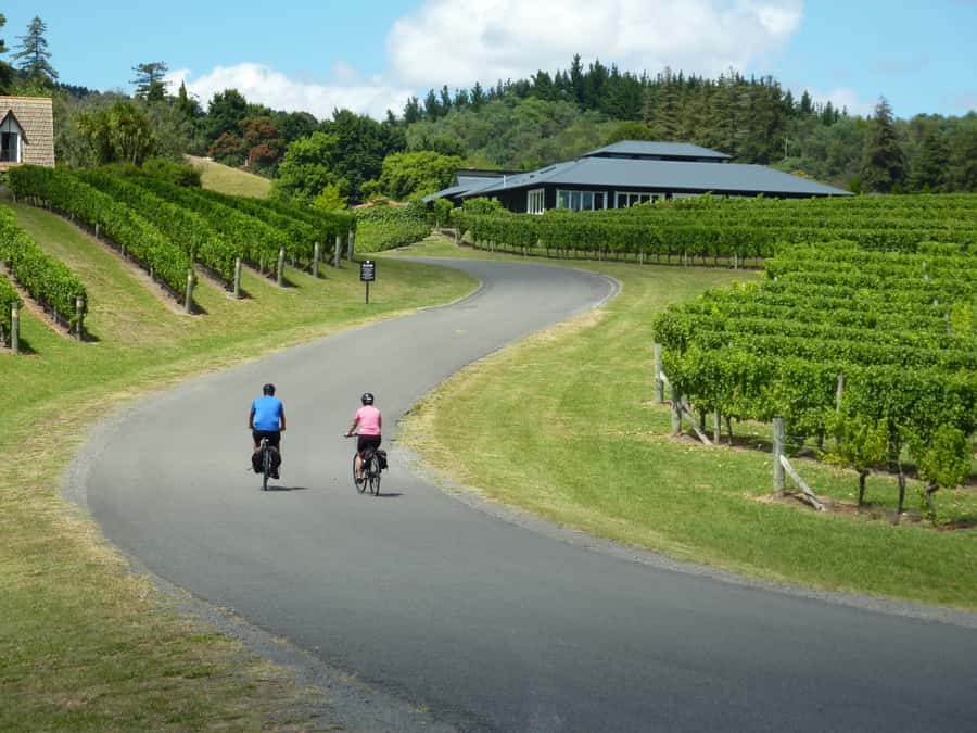 Napier: Cape Coast Winery Tour on E-Bikes - Why this e-bike wine day works so well
