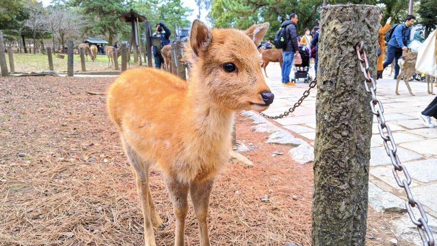 Nara: City Highlights Shared Group or Private Bike Tour - Riding through Nara Park with the deer