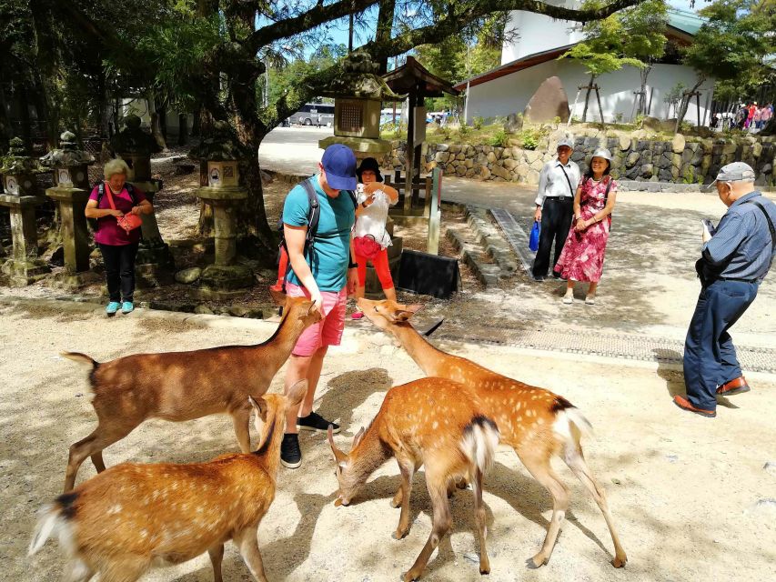 Nara: City Highlights Shared Group or Private Bike Tour - Kikuichi and the art of Japanese cutlery