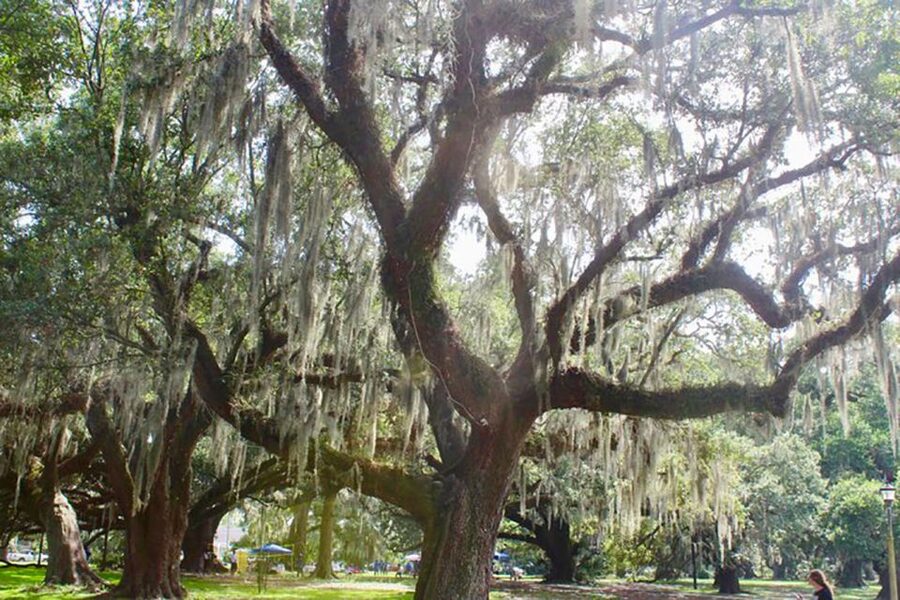 New Orleans: Scenic City Bike Tour - Meeting in the French Quarter