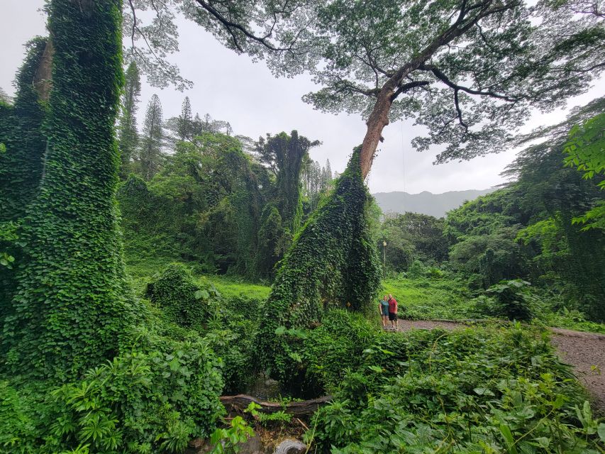 Oahu: Waikiki E-Bike Ride and Manoa Falls Hike - My booking verdict