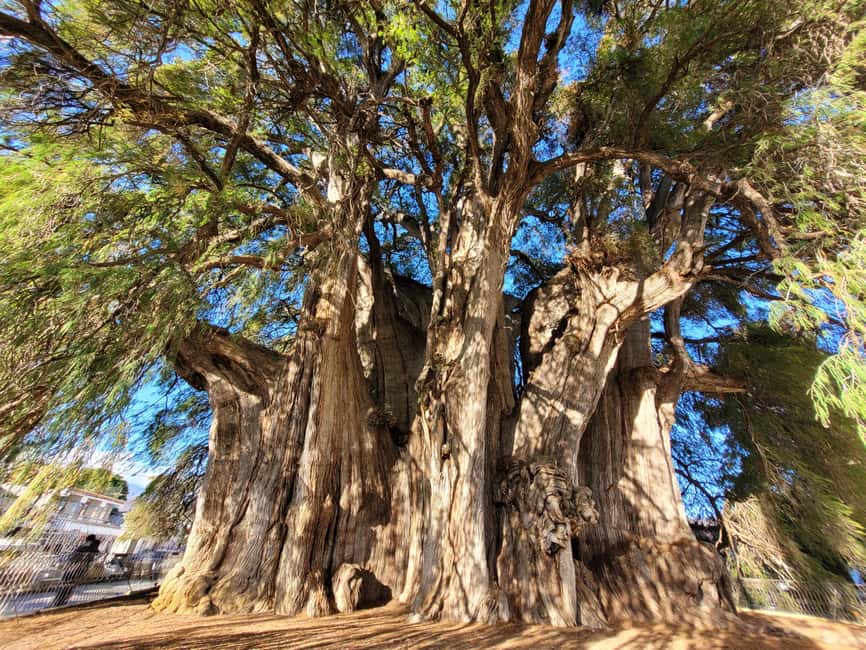 Oaxaca: Guided Bike Tour to the Largest Tree in the World - The first 45 minutes: leaving Oaxaca by bicycle