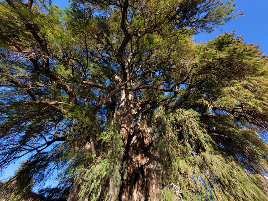 Oaxaca: Guided Bike Tour to the Largest Tree in the World - The 45-minute ride back to Oaxaca