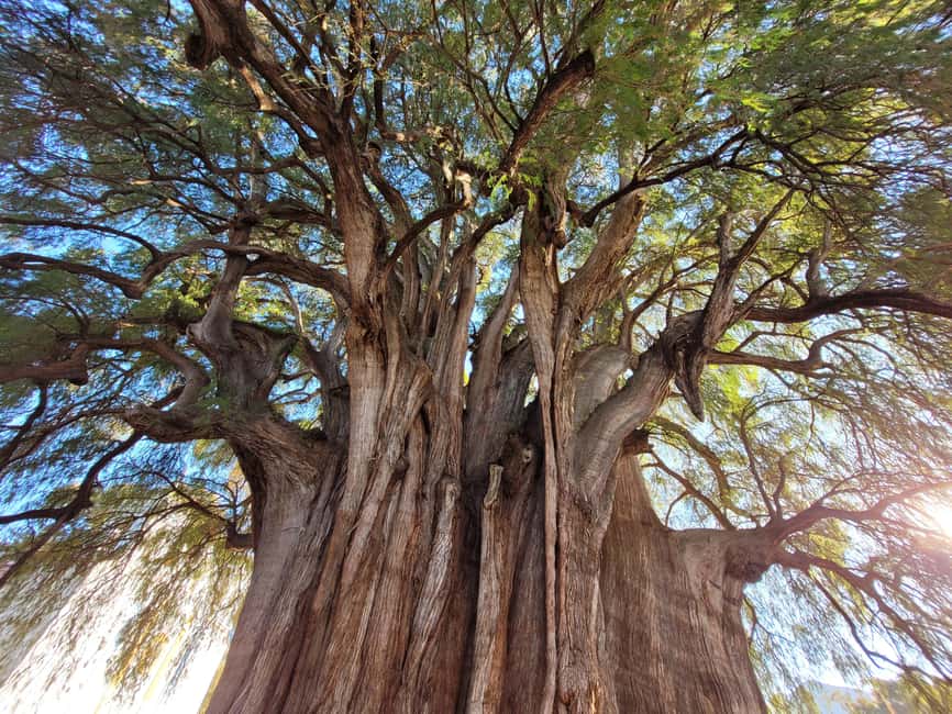Oaxaca: Guided Bike Tour to the Largest Tree in the World - What the $25 price really gets you