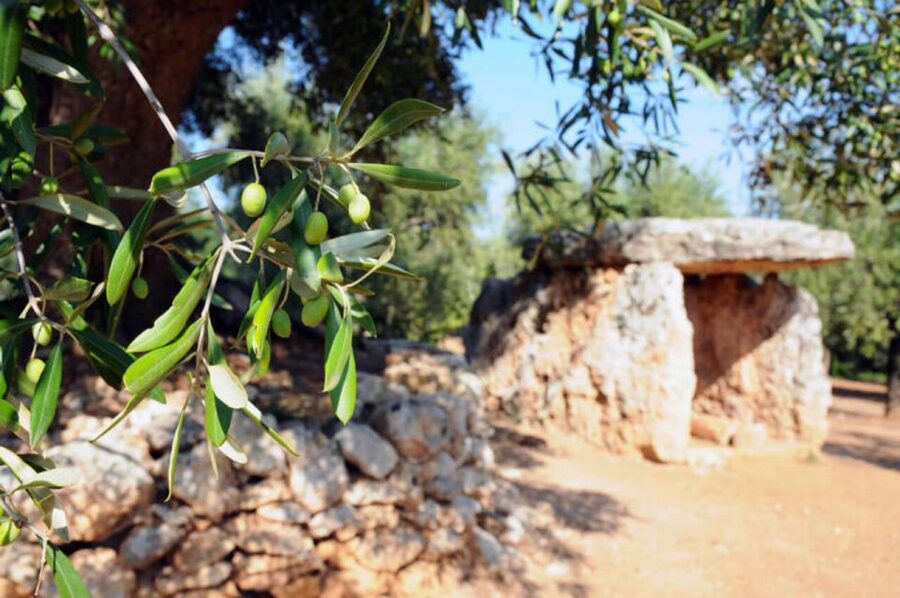 Ostuni: E-bike Tour, Ancient Olive Trees & Oil Tasting - Pedaling through centuries-old olive groves