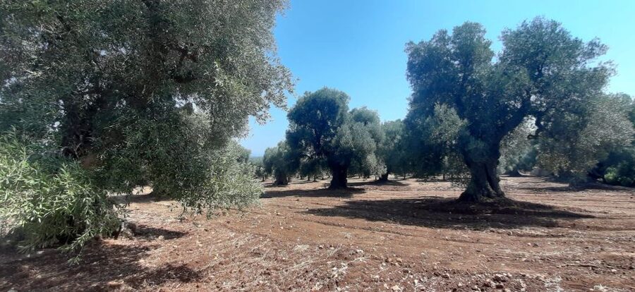 Ostuni: Guided e-bike tour + countryside tasting stop - Who should book this experience