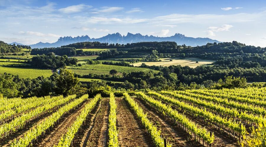 Penedès/BCN: Self-Guided eBike Tour with guided Winery Visit - Is $77 a fair price?