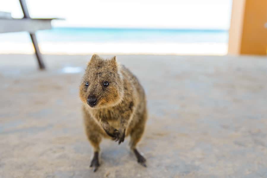 Perth: Rottnest Island Ferry, Bike, Coffee & Lobster Roll - The Lane Café and the Rottnest Cray Dog