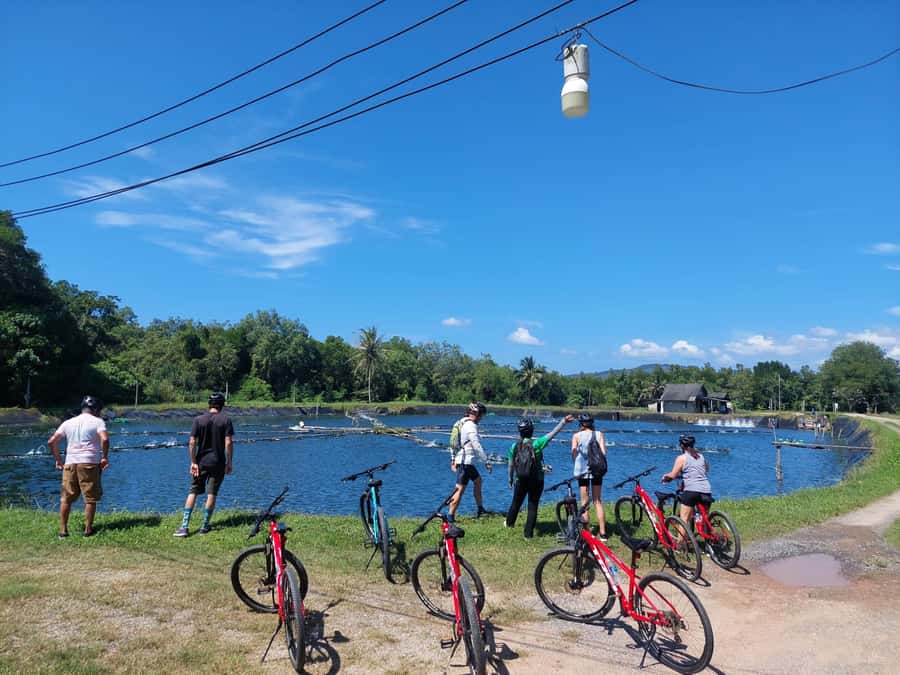 Phuket: Half-Day Countryside Cycling Tour with Lunch - Coconut, village roads, and a taste of rural life