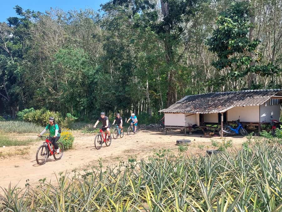 Phuket: Half-Day Countryside Cycling Tour with Lunch - Pineapple fields and shrimp farm lakes